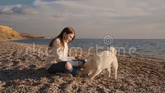 穿着白色毛衣的小女孩在海边训练她毛茸茸的千叶小狗在日出时喂它慢一点视频的预览图