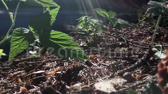 阳光照射在森林草莓和其他植物的特写地面细节视频的预览图