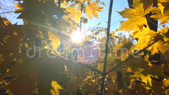 在阳光的照射下黄色的枫叶紧贴着视频的预览图