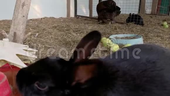 一只可爱的毛茸茸的黑兔兔子在动物农场的笼子里很近视频的预览图
