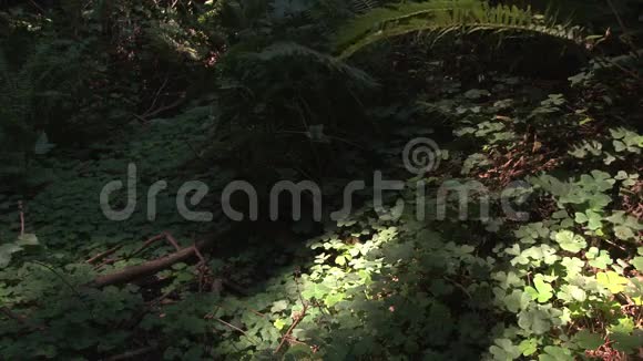 森林的绿色植物视频的预览图