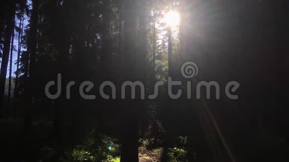 阳光透过森林深处的树木视频的预览图