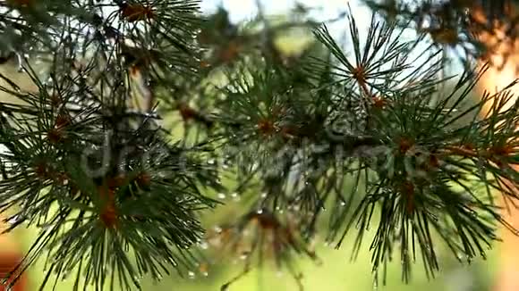 雨后松树的绿色树枝视频的预览图