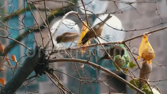 树枝上的麻雀从喂食器里为鸟吃特殊的食物鸟类的冬季生存视频的预览图