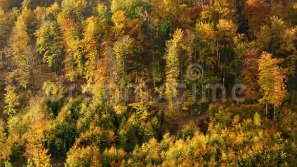 黄色美丽的彩色森林的空中镜头视频的预览图