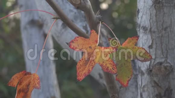 秋天的树叶吹在树上视频的预览图