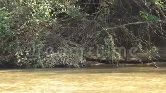 巨大的美洲虎雌性沿着翠柏河的河岸移动视频的预览图
