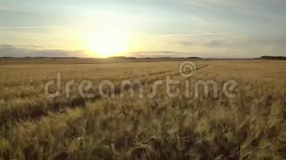 飞越黄色金色麦田农业迎接太阳的日落视频的预览图