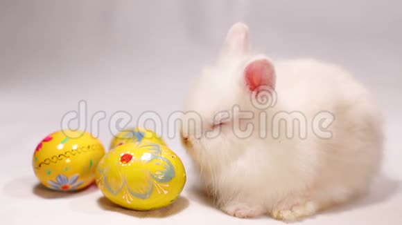 白色背景上有复活节彩蛋的小兔子视频的预览图