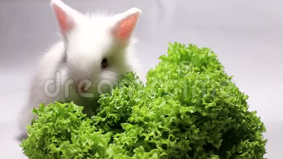 小兔子吃沙拉叶视频的预览图