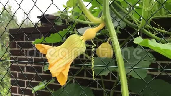 南瓜生长在有机蔬菜园里有机生态农业健康的天然食物生长视频的预览图