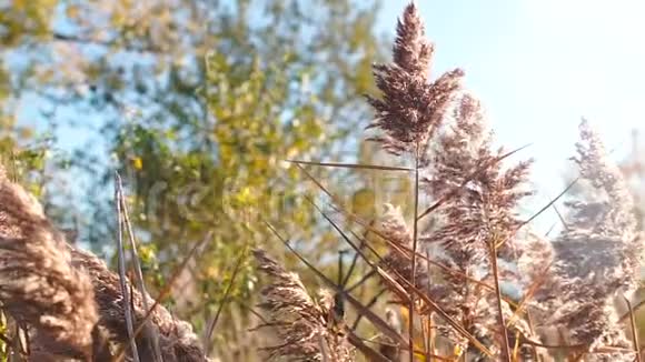 秋季黄色褐色植物在太阳的背景下视频的预览图