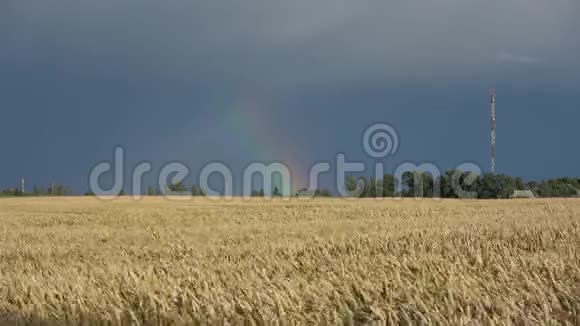 夏夜的彩虹在成熟的麦田里视频的预览图