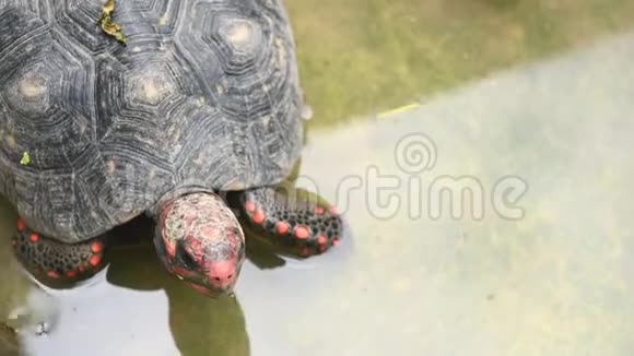 在动物园公园里红脚乌龟作为人类的宠物朋友在水中爬行吃绿色植物的海龟切洛诺迪斯的特写镜头视频的预览图