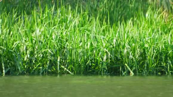 白天鹅在河里游泳周围是高高的绿草视频的预览图