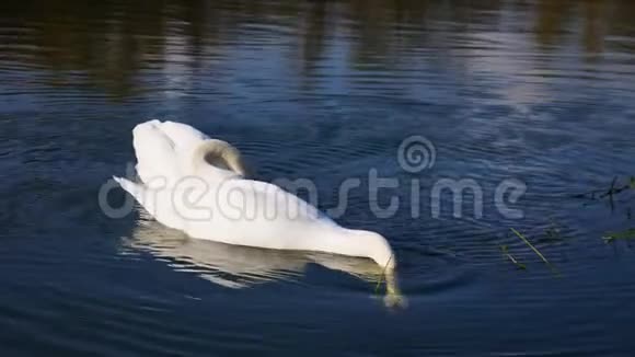 白天鹅吃水生植物河上的天鹅视频的预览图