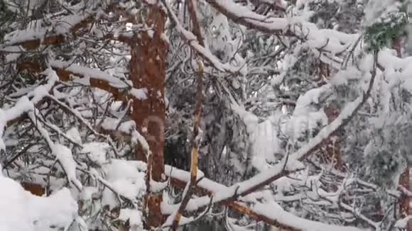 冬天大雪把雪吹在树枝上视频的预览图