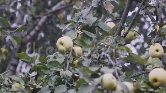 一棵苹果树的树枝上长满了青苹果视频的预览图