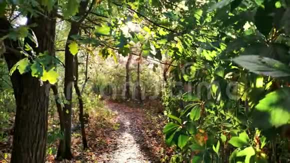 在绿草和植物之间拍摄一条美丽的森林小径一缕阳光透过阳光灿烂视频的预览图