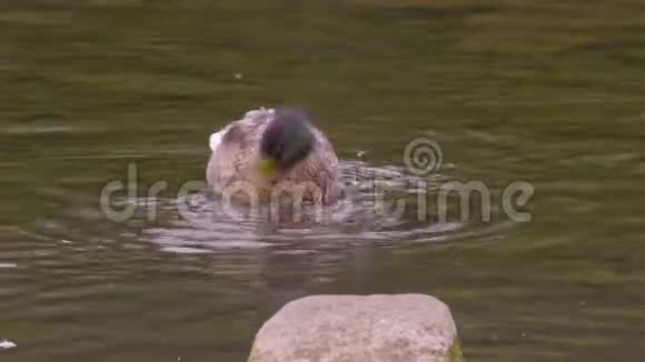 德比郡的雄性野鸭在水中梳洗视频的预览图