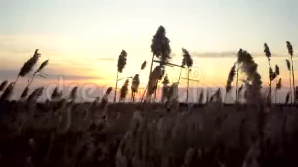 日落背景上的布鲁什美丽的轮廓视频的预览图