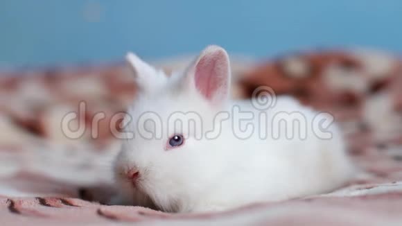 白兔躺在床上休息视频的预览图