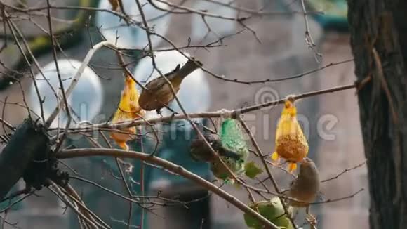 树枝上的麻雀从喂食器里为鸟吃特殊的食物鸟类的冬季生存视频的预览图