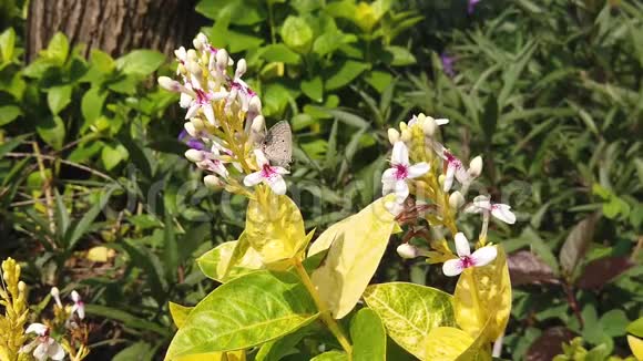 泗水城广场附近的小白花蝴蝶视频的预览图