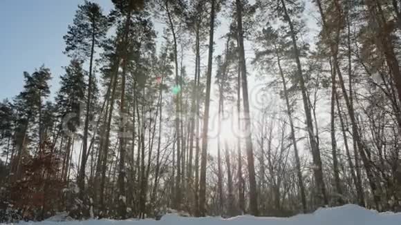 冬天温暖的阳光照亮了森林视频的预览图