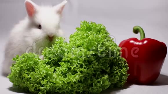 可爱漂亮的兔子和红胡椒视频的预览图