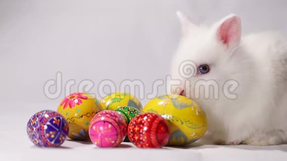 白底复活节白兔视频的预览图