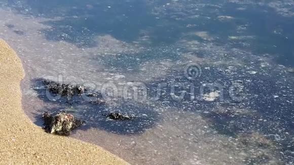 透明海水和被鱼厂鱼油污染的沙滩环境污染的生态问题视频的预览图