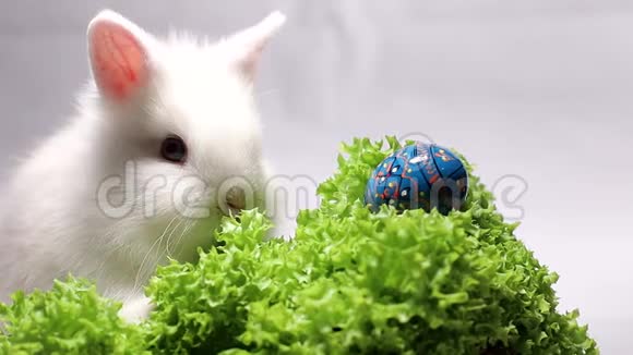 带复活节彩蛋的沙拉叶和兔子视频的预览图