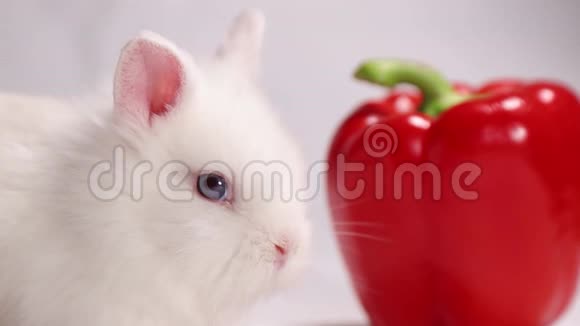 白色背景的白兔加红胡椒视频的预览图