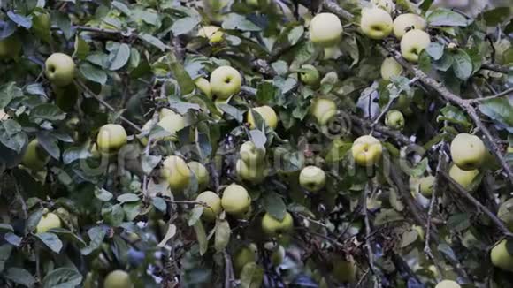 苹果树的树枝上长满了青苹果视频的预览图