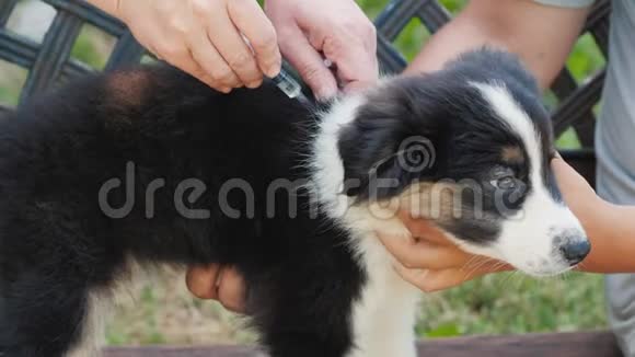 小狗植入微芯片进行识别在皮肤下注射注射器视频的预览图