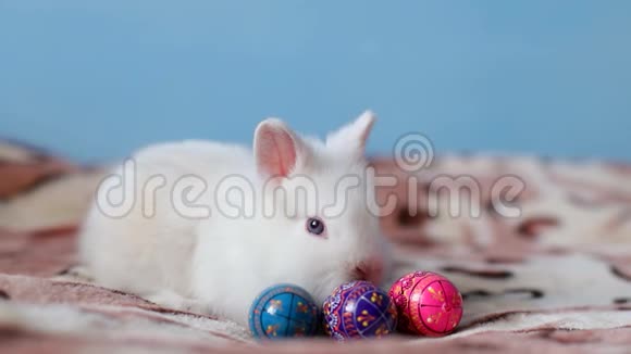 有趣的白色兔子睡在床上的毯子和复活节彩蛋视频的预览图