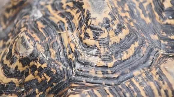 在户外动物园里老非洲的龟壳慢慢爬行特写可爱的小美人吉赫隆沟视频的预览图