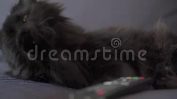 黑猫躺在沙发上用遥控器清洗万圣节标志视频的预览图