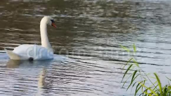 天鹅在河边的一条河的水面上游泳视频的预览图