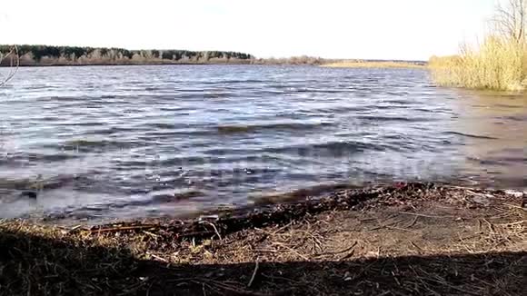春天在一条深河上浪视频的预览图