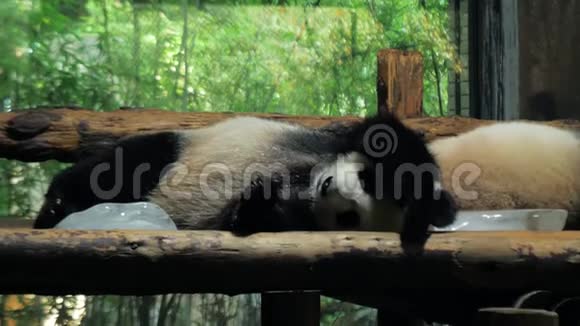 大熊猫在炎热的白天在公共动物园的木凳上休息视频的预览图