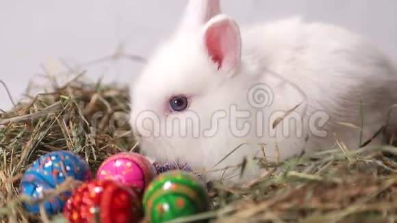 一只白兔坐在有复活节彩蛋的草窝附近视频的预览图