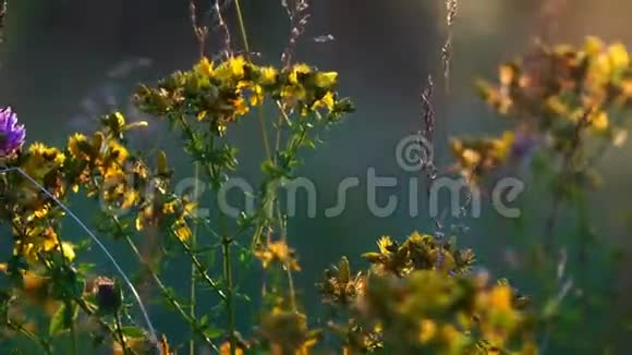 金丝桃疗伤的草在夕阳的黄昏光线下随风飞舞视频的预览图