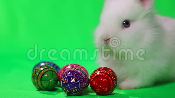 带复活节彩蛋的小兔子视频的预览图