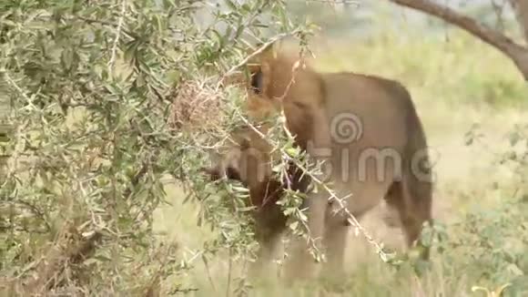 狮子在草地上行走视频的预览图