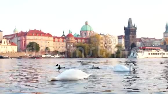 一只天鹅漂浮在河上头垂在水里视频的预览图