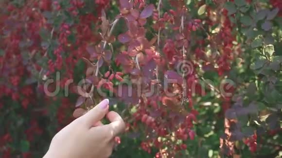 红叶和巴宝莉浆果视频的预览图
