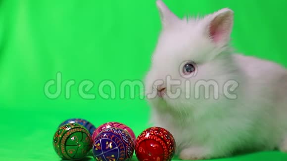 毛茸茸的复活节兔子坐在绿色背景上上面有五颜六色的复活节彩蛋视频的预览图