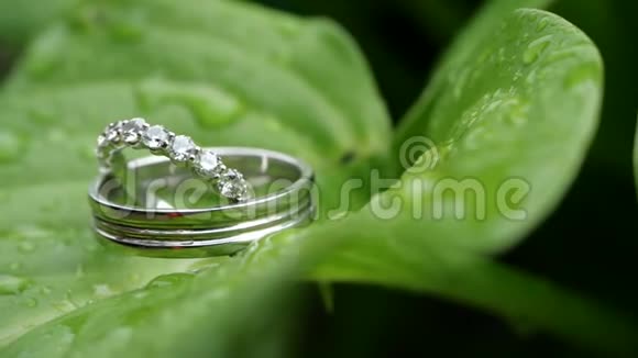 雨后婚礼在一片绿色的湿叶上响起婚礼夏日细节及配饰特写结婚前的时间视频的预览图